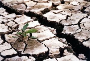 Achim Irimescu, ministrul Agriculturii: „Avem peste 350.000 de hectare afectate de secetă”