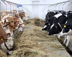 Guvernul a stabilit valoarea totala maxima a schemei de ajutor de stat in sectorul cresterii animalelor